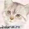 sa-mi votati si mie site-ul dupa renovare :p soon from hell the hotest  site !!!